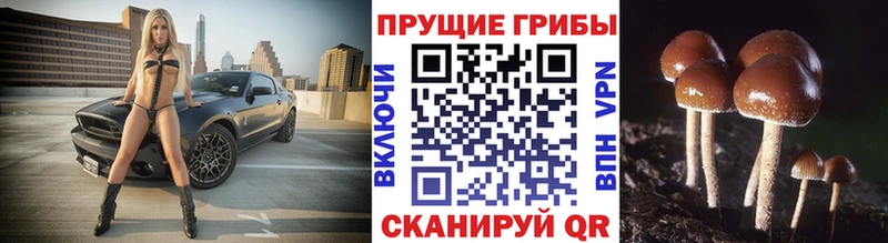 Псилоцибиновые грибы MAGIC MUSHROOMS  Купить закладки  Когалым 